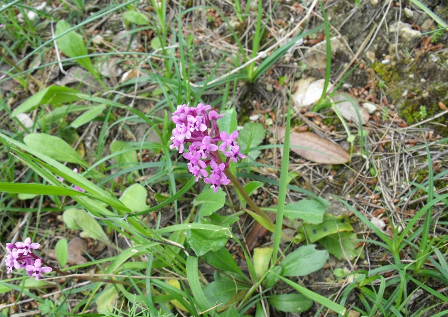 Orchis brancifortii